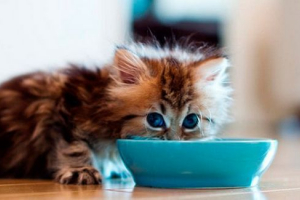 Ніж ви можете годувати кошенят від 1 місяця? Ніж ви можете годувати кошенят від 1 місяця?